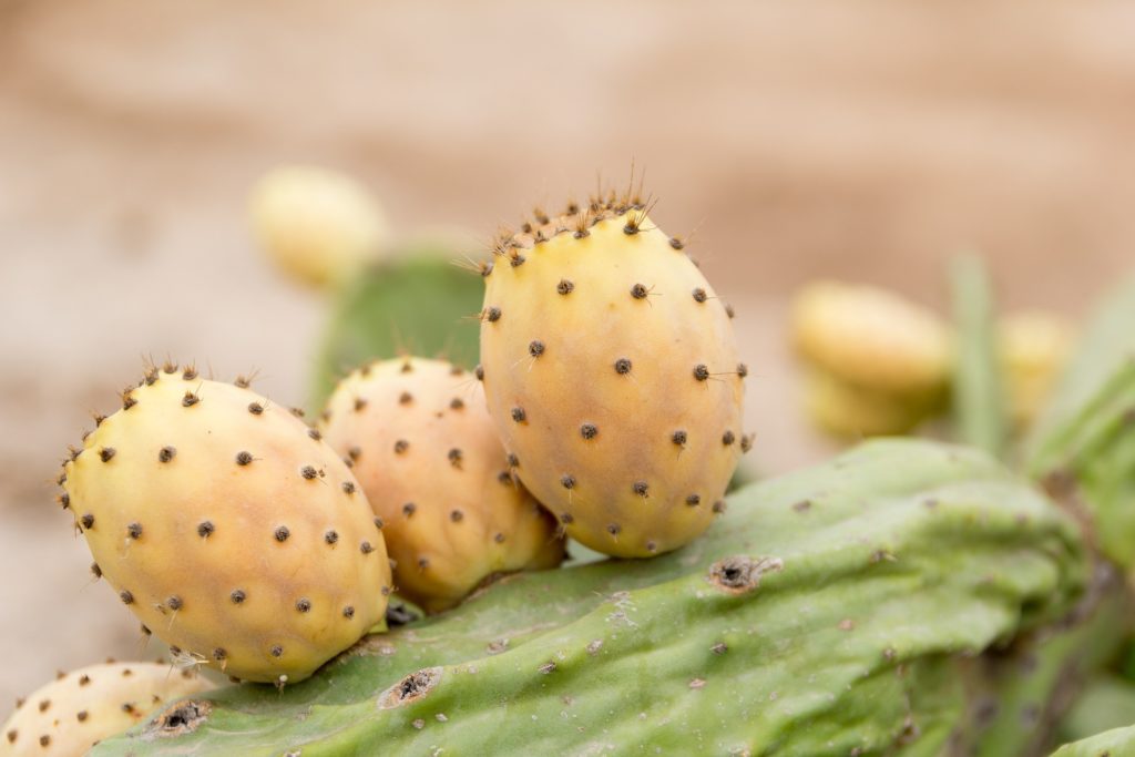 prickly-pear-seed-oil-benefits-and-uses-oriental-group