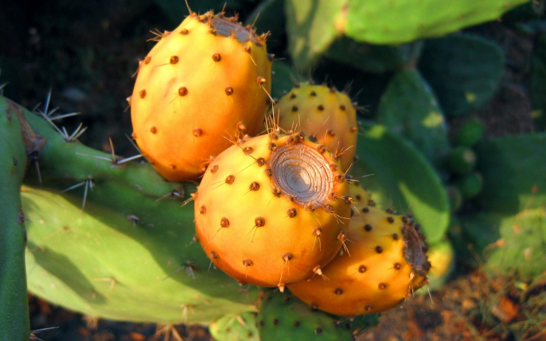 Organic Prickly Pear Oil – Cactus Seed Oil