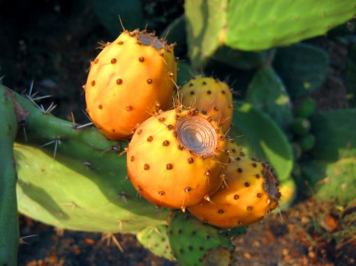 Prickly pear seed oil
